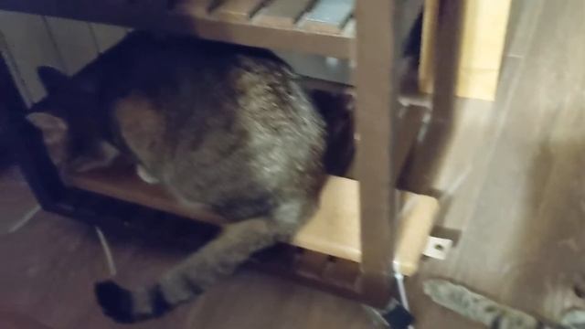 Немного Икеи и кошачья мята. Или наоборот? смотреть онлайн