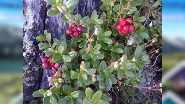 ЛЮБОВЬ АФАНАСЬЕВА. Путешествие по крестностям Оленегорска смотреть онлайн