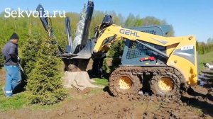 Выкопка деревьев пересадчиком деревьев