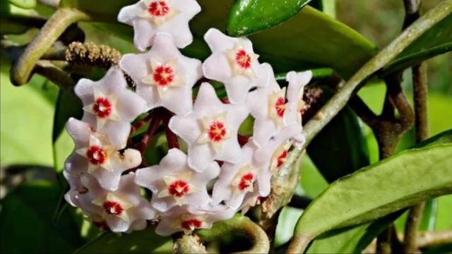 Какие растения нельзя выращивать дома