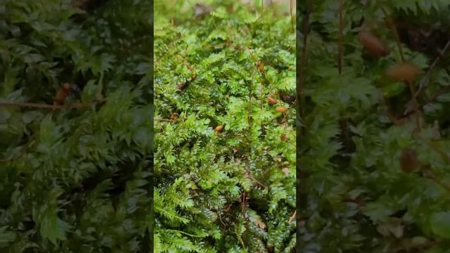 Selaginella  - spreading on ground