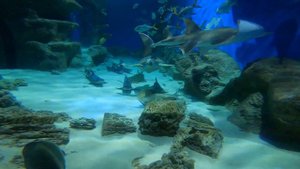 Дайвинг в аквариуме (Москвариум)