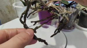 Триходерма создана для защиты Орхидей и других растений