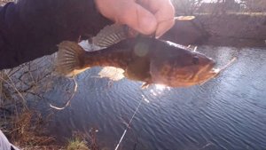 Ловля ротана в ноябре на поплавочную снасть в заброшенном пруду + рыбалка на самодельную удочку