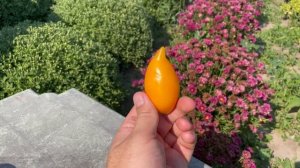 Томат Золотая Канарейка
