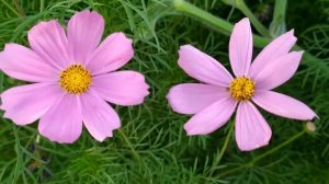 Бывших не бывает 1 - 12 серии (сериал 2021)