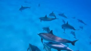 Aquarium 4K VIDEO (ULTRA HD) - Beautiful Coral Reef Fish   Sleep Relaxing Meditation Music