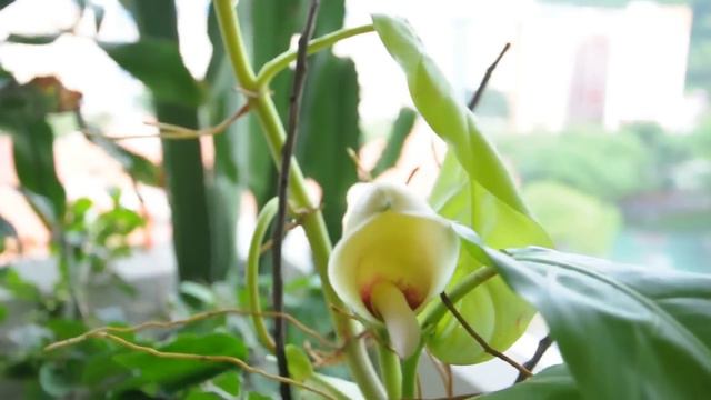 The Philodendron Flower.AVI смотреть онлайн