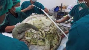 ПРИ ВСКРЫТИИ ЧЕРЕПАХИ,внутри ветеринары обнаружили.!.!.ЖЕСТЬ!