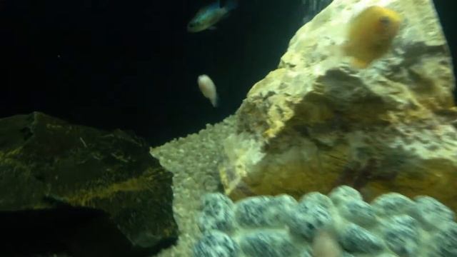 Мой аквариум. смотреть онлайн