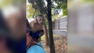 В Адлерском районе Сочи у живодеров-фотографов изъяли обезьяну