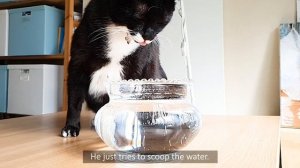 How My Cats Drink Water (Slow Motion)