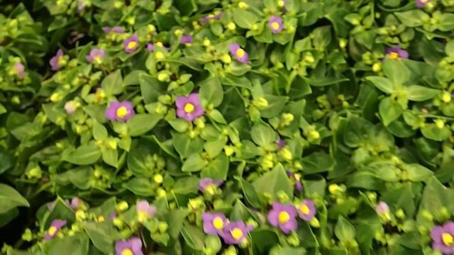 Exacum affine смотреть онлайн