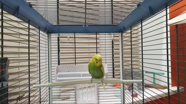 как я приручаю попугая #17/1 смотреть онлайн