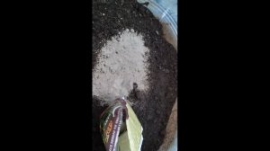 КАК посадить В ВЁДРА томаты-ГНОМЫ