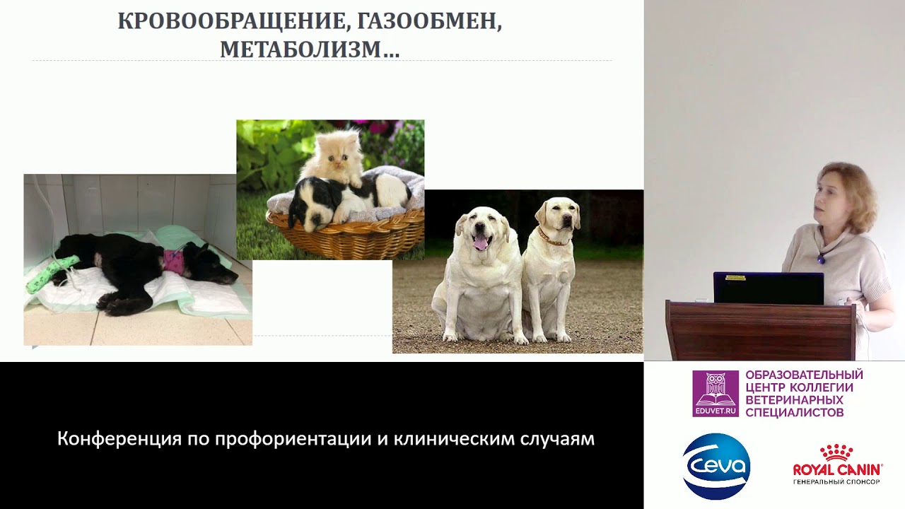 Ветеринарное обучение заочное. Ветеринарная анестезиология. Ветеринарная фармакология. Книги по ветеринарной анестезиологии. Ветеринарная фармакология картинки