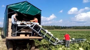 Уборка пекинской капусты транспортером НОУТ-3