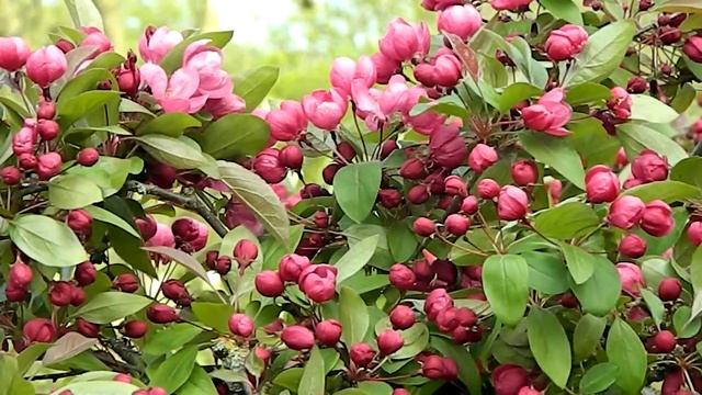 Malus Indian Magic смотреть онлайн