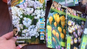 ХРИЗАНТЕМЫ, ЗЛАКИ, МШАНКА, ТЮЛЬПАНЫ, ИРИСЫ, РОЗЫ и многое другое. НОВЫЕ РАСТЕНИЯ В НАШ САД