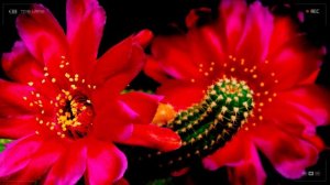 Красный  Кактус Эхинопсис. Как растет, цветет и распускается  Ускоренная съемка Time laps