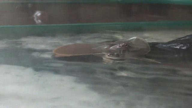 Колючий трионикс Apalone spinifera (Spiny Softshell Turtle) смотреть онлайн