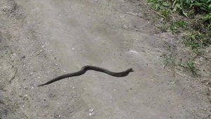 Гадюка степная