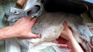 16+ Крольчиха не может родить\\Принимаем роды у крольчихи