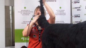 Породный груминг ризеншнауцера. Озерова