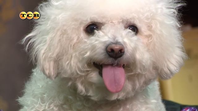 Одежда для собаки из старого свитера. Модно, удобно и просто! смотреть онлайн