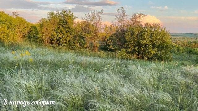 Цветок «Женское счастье»: приметы и суеверия о спатифиллуме.