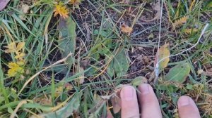 Яблоня, груша, слива. Осеннее формирование кроны. Формирование Горизонтальных ветвей. Обрезка яблон