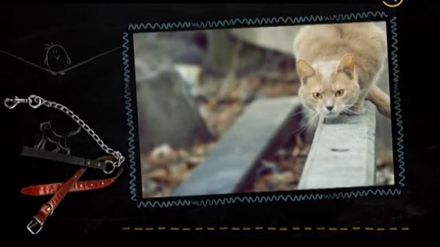 17.11.15 Усы, Лапы, Хвост! смотреть онлайн