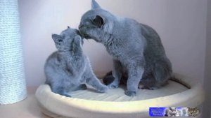 Мама британская кошка умывает своего британского котёнка