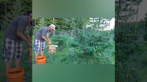 Bloom Yellow Bottles outdoor feeding july 22 2020