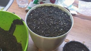 Тюльпаны и гиацинты к 8 марта. Первый опыт посадки луковичных на выгонку.