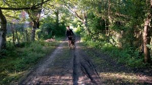 Дрессировка ВЕО 8мес Габриэла отработка команды ко мне