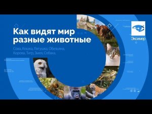 Как видят мир разные животные?