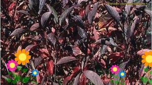 Дерен белый Кессельринги. Краткий обзор, описание характеристик cornus alba Kesselringii