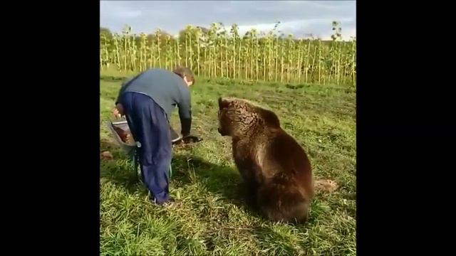 Медвежонок Вася. Bear Vasya (Школа Дом Волка. The School House Of The Wolf)