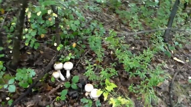 Busenasta rudnjača - Agaricus bohusii смотреть онлайн