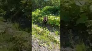Медведь и стальные яйца