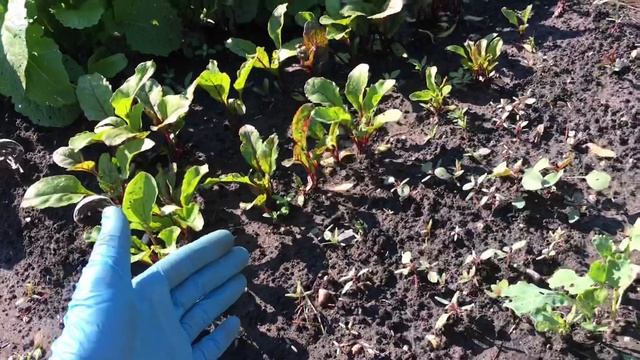 Купила дачу Дачный влог смотреть онлайн