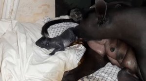 Ксолоитцкуинтли рождение новой жизни.