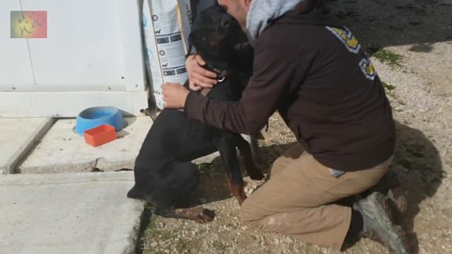 HEARTBREAKING reunion of a DOBERMAN puppy and OWNER смотреть онлайн