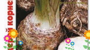 Сельдерей корневой Анита. Краткий обзор, описание характеристик apium graveolens Anita
