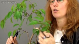 Фикус Бенджамина на штамбе (ч.7).