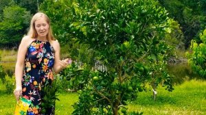 Как садить цитрусовые  деревья и уход за ними!