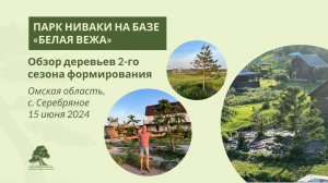Ниваки из сосны в парке «Белая Вежа»: 2-й сезон формирования