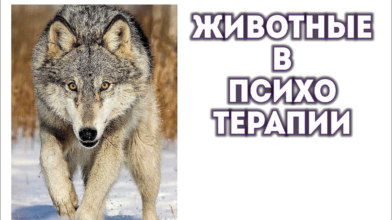 ЖИВОТНЫЕ В ПСИХОТЕРАПИИ.mp4