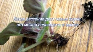 Как омолодить фиалку ?